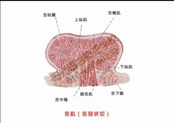 口腔内部肌肉结构图图片